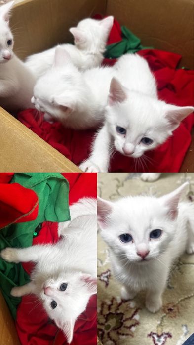 Котята пародистые