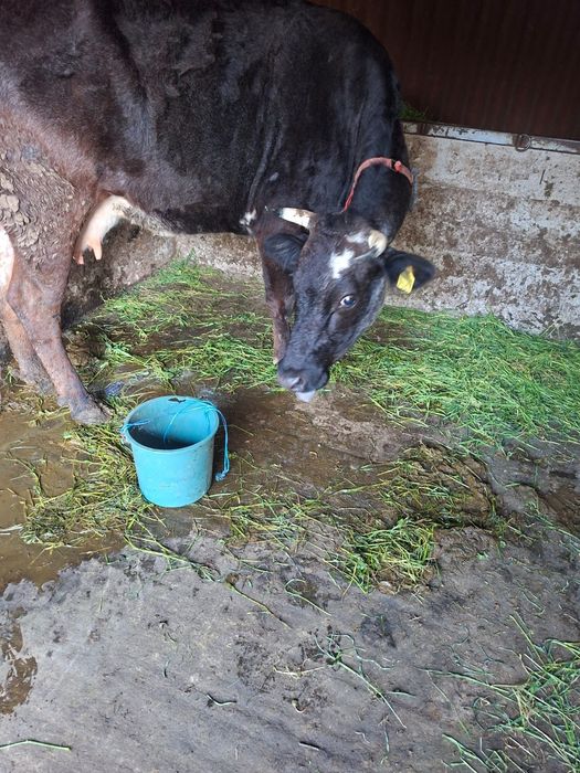 Vaca de vânzare!