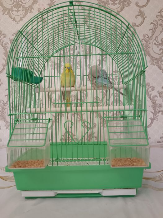 Попугай с клеткой