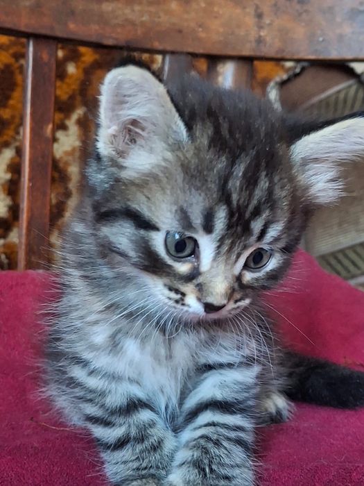 Котята 1 месяц, два мальчика и девочка