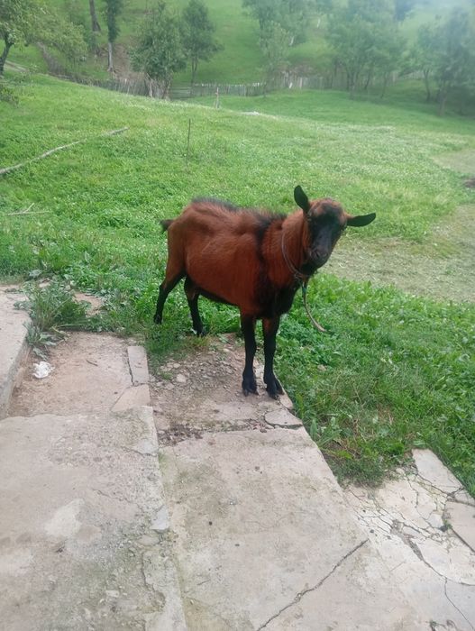De vânzare, țap de rasă!