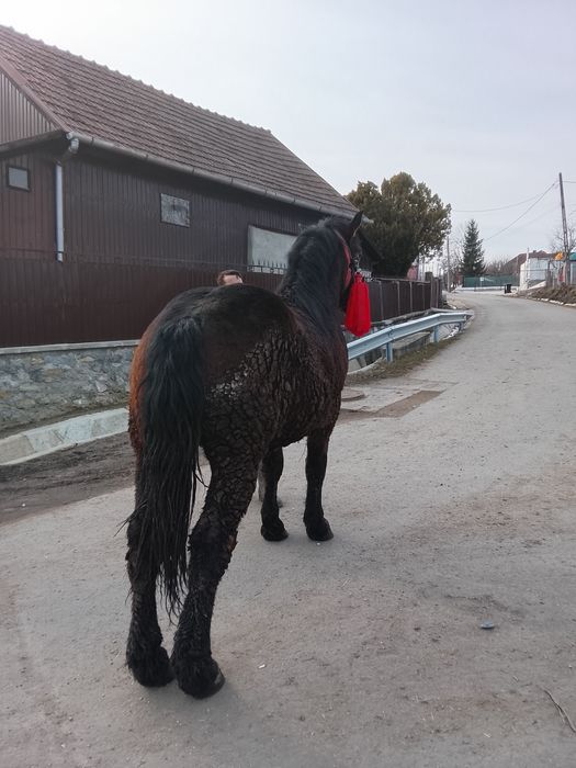 Vând mânz de un an jumate