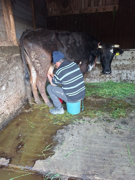 Vaca de vânzare!