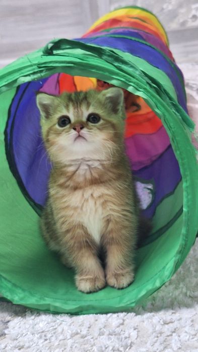 Шикарные котята скотиш фолд и скотиш страйт шиншилла