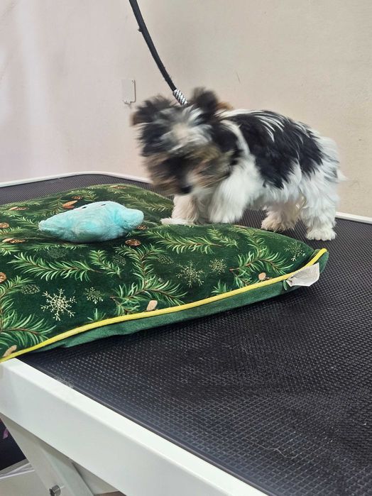 Йоркширски териер-бивер