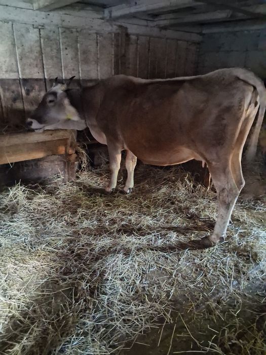Vaca.  de vanzare