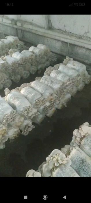 Кузикорин экишни ургатамиз