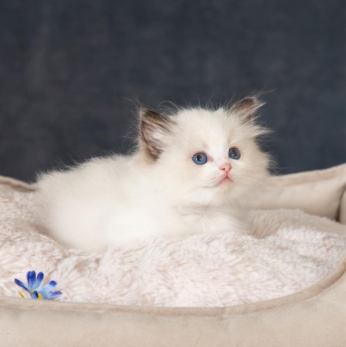 Котята породы регдолл