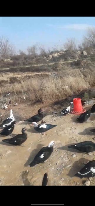 Продаю  индоутки