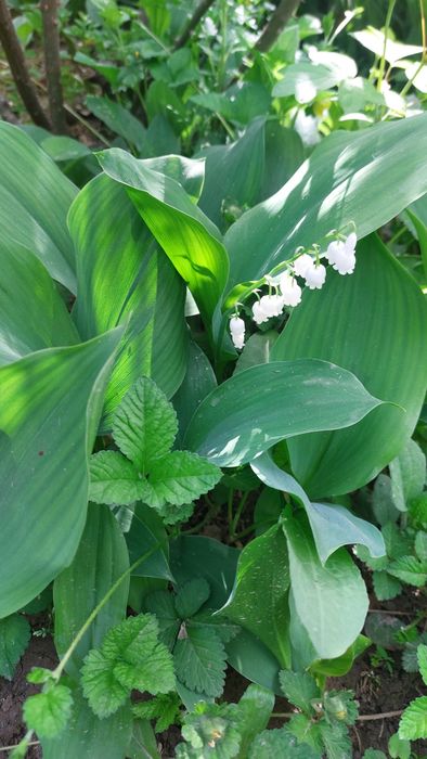 Продаётся  саженцы