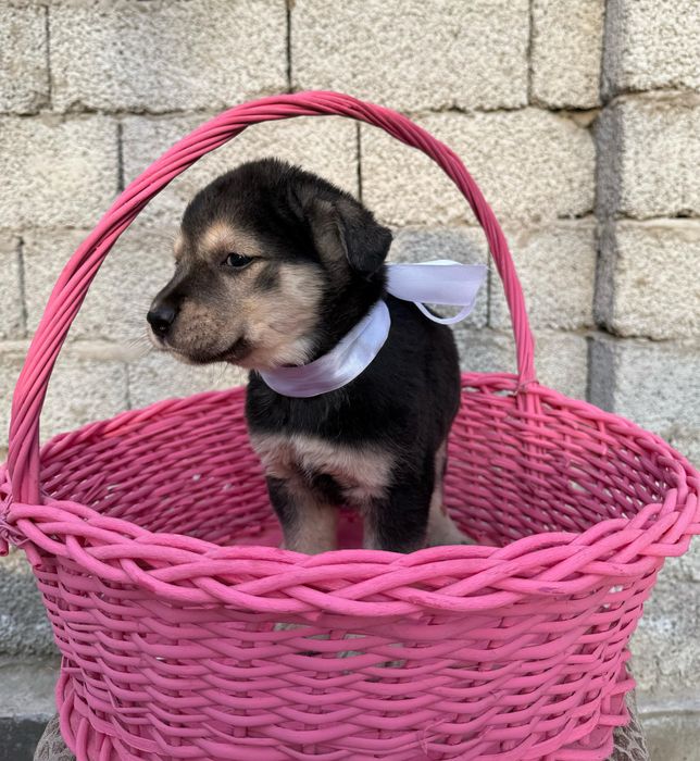 Отдаю щенков в добрые руки