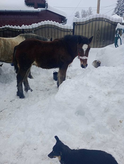 Vând mânz de 6 luni