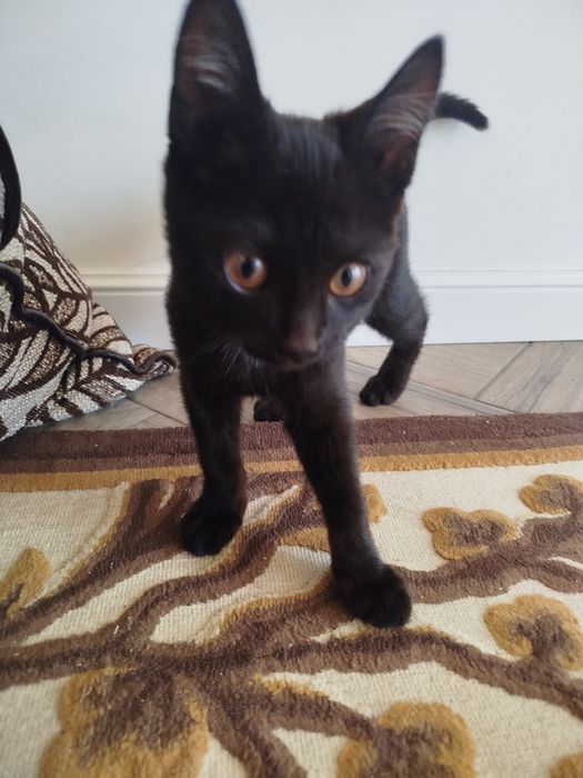 Котята смесь с британским