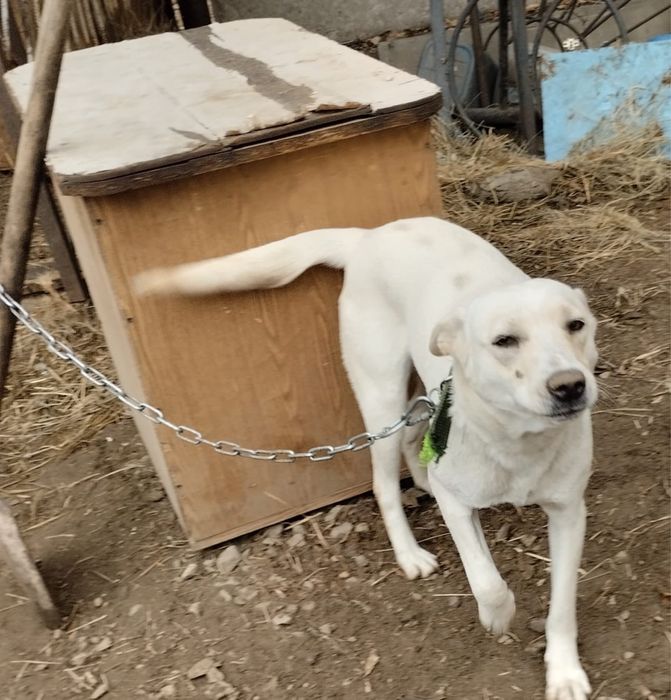 Пристраевается молодая собачка