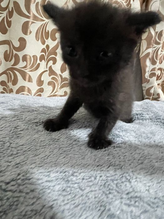 Маленькие пародистые котята