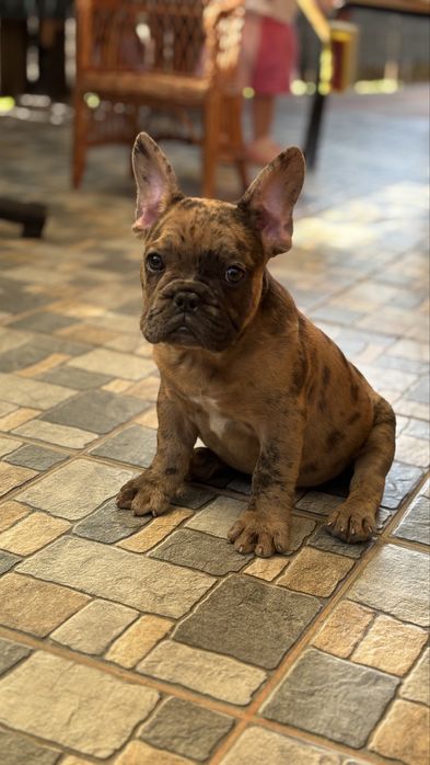 Bulldog Francez Coco Merle