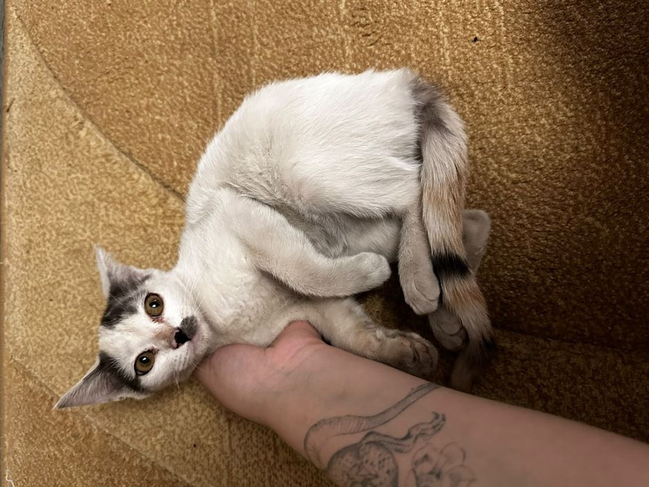 Котята в добрые руки.