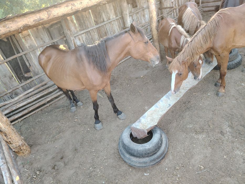 Продам лошадь 2,5лет