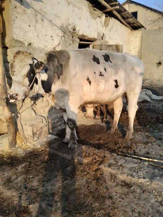 Парода Навос сотилади