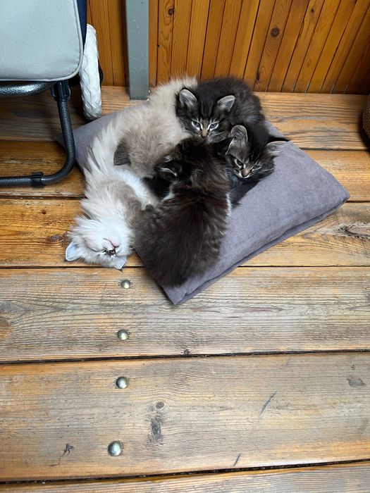 Отдам котят в хорошие руки