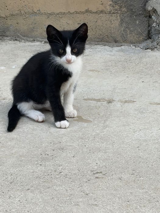 Pisoiași spre adoptie