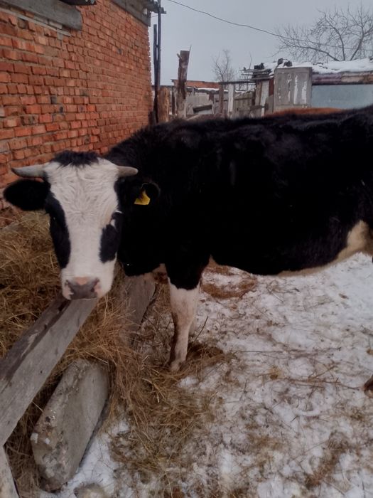 Продам корову и телочку