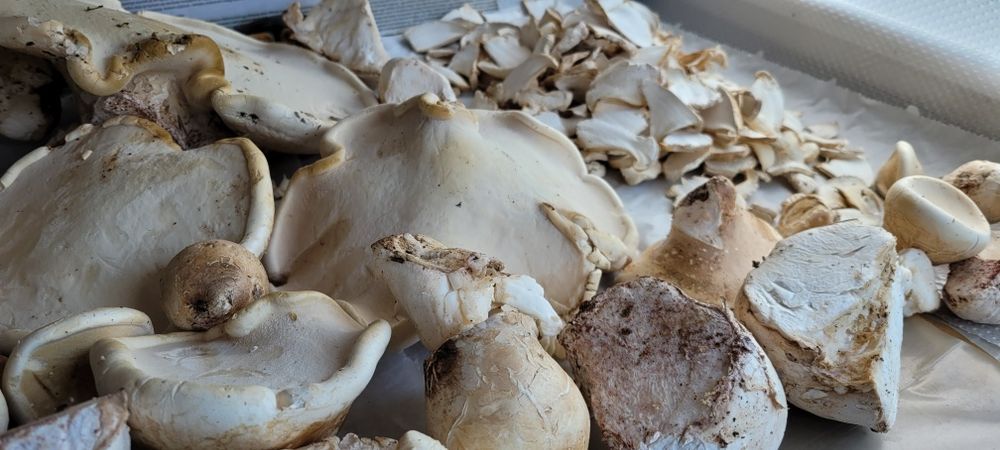 Văcălie de mesteacăn proaspătă – Iasca mesteacănului – Piptoporus betulinus