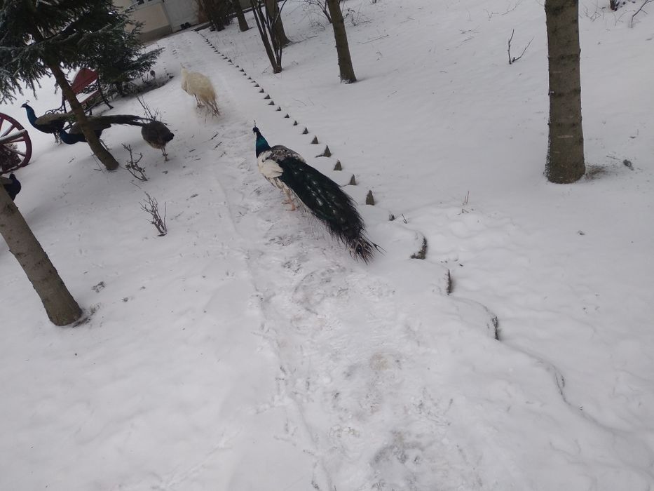 Vănd paun arlechin mascul varsta 4ani,sănătos,vaccinat