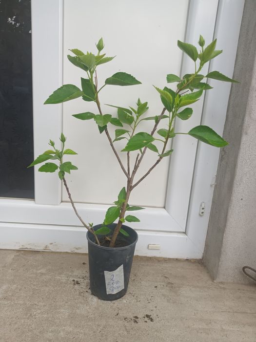 Constantinopol flori