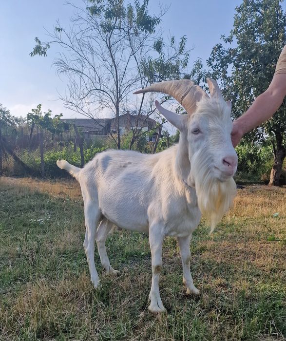 Țap saanen de prăsilă