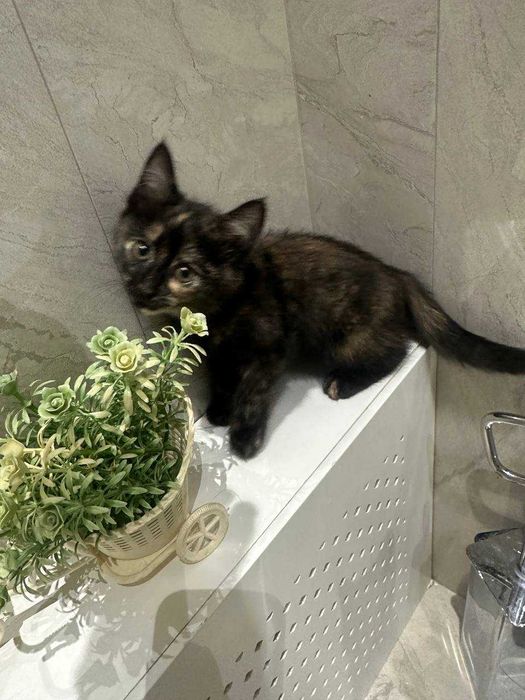 Отдам котят бесплатно
