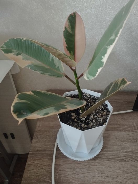 Фикусы разных сортов, район Евразии