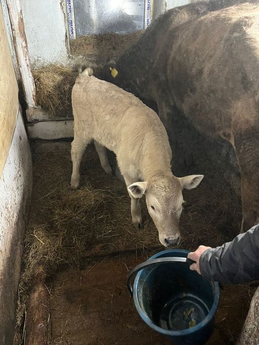 Продам телочку 3 месяца город Тобыл