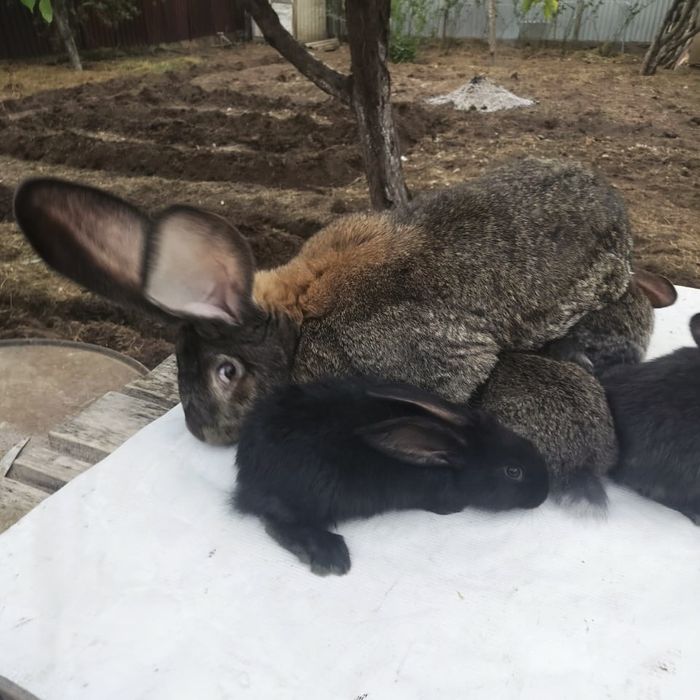 Кролики фландер крольчата