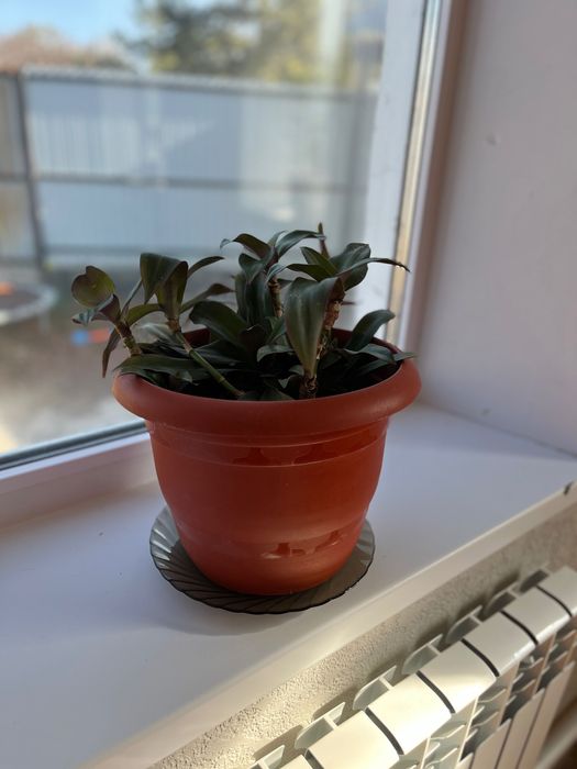 Комнатное растение