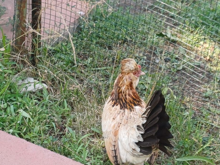 Gainuse pitice  struma bantam