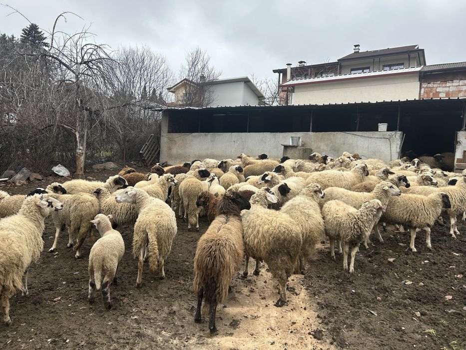 Продавам овце и агнета