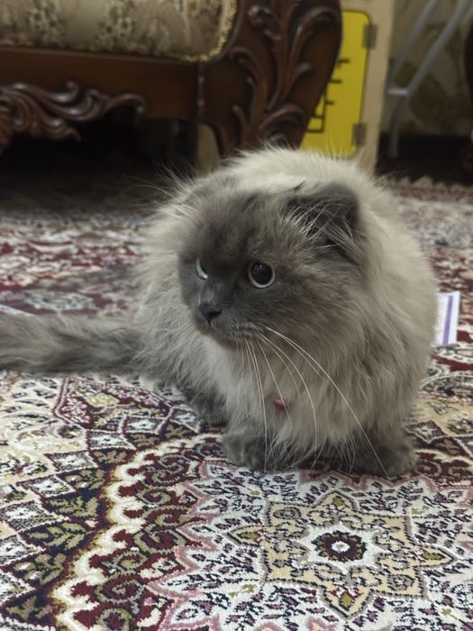 Кошка скоттиш фолд