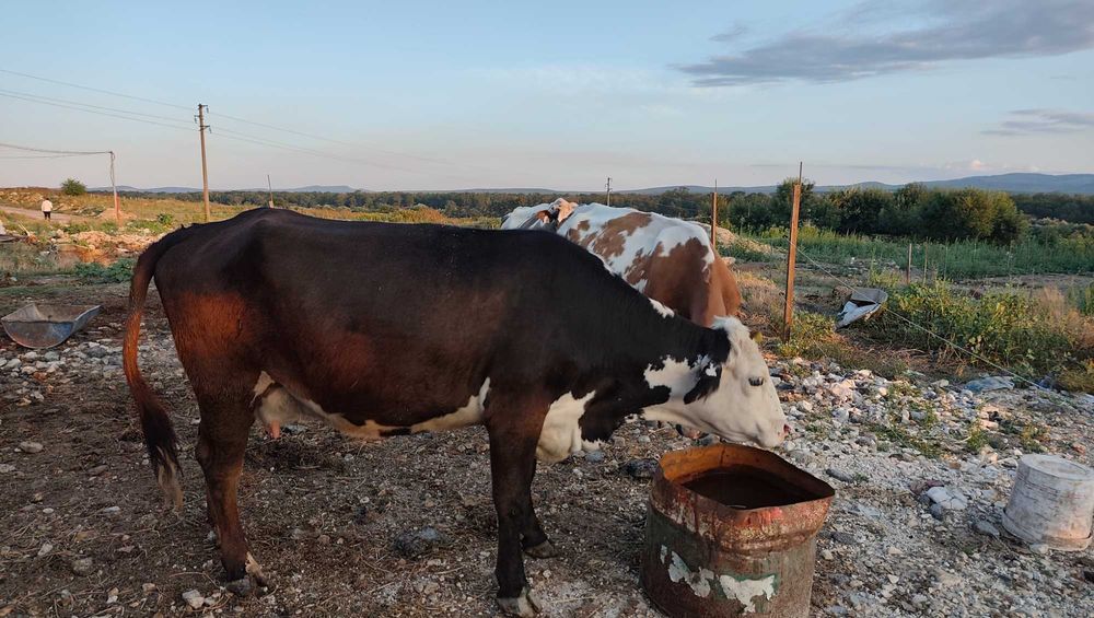 Продавам крави, телета, прасета, заплодени свине майки и опрасена свиня с 10 здрави едноседмични прасенца!
