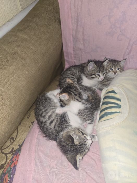 Mushuk bolalari beriladi yahshi qollarga