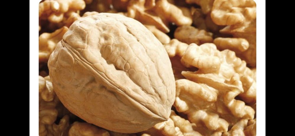 Nuci Chandler Pesceanski Visin Alun Castan Paulownia.Plantare RO.UE