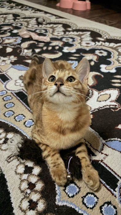 Бенгальские котята