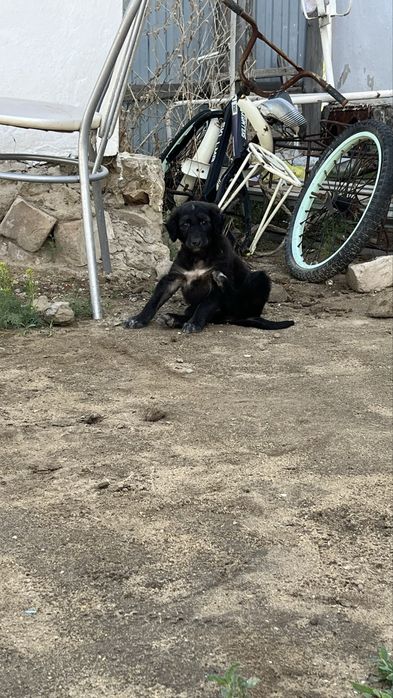 Өте мықты күшік.