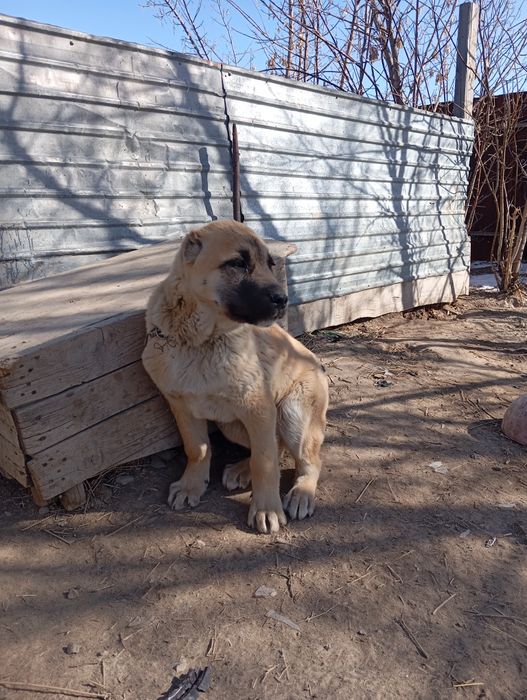 Мать Алабай Отец Төбет