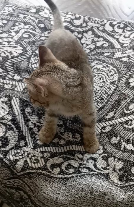 Котенок мальчик, 2 мес., умный, не крикливый.