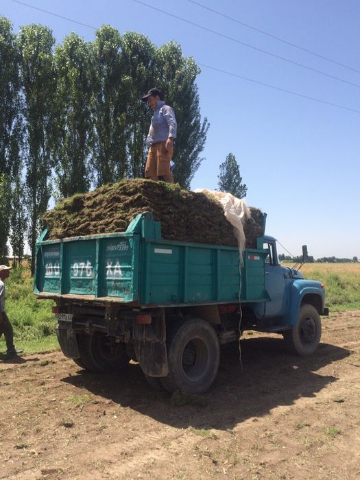 Chim maxsulotlari tabiy maysa