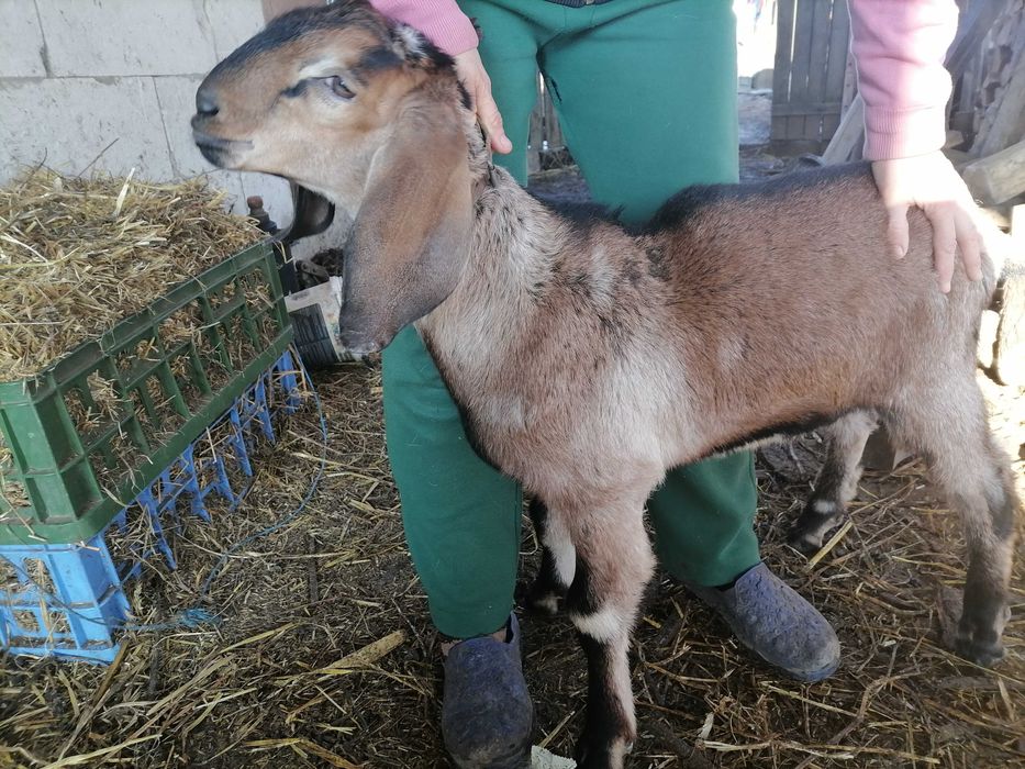 Țăpișori amglonubieni