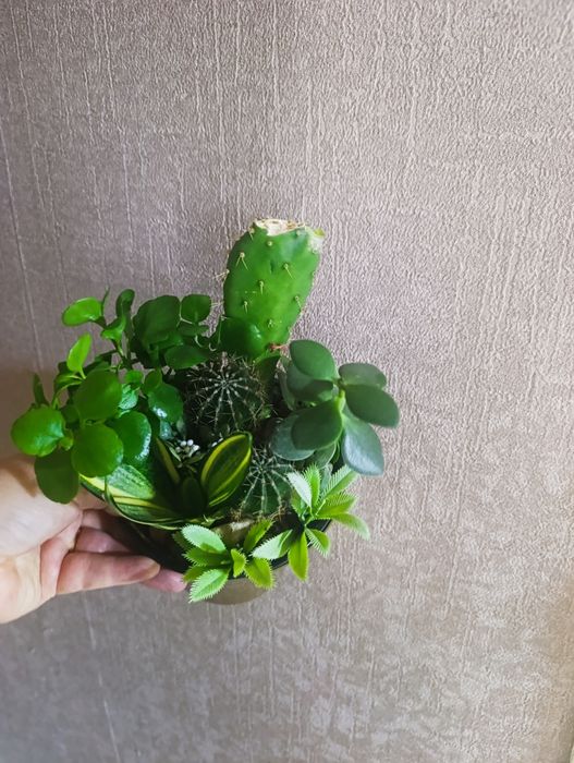 Продам флорариумы с кактусами сансевьерами