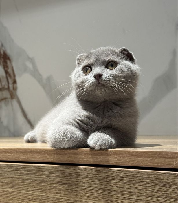 Скоттиш фолд котята