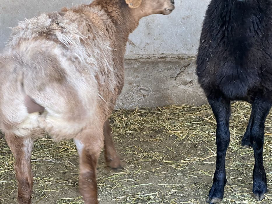 Семіз қойлар сатылады